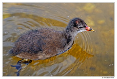 Gallinule-Poule-d-eau