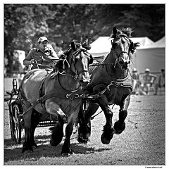 Fete-du-cheval-Hargnies DSC 0465 N&B