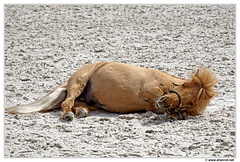 Haras-Chantilly-Chevaux DSC 0302