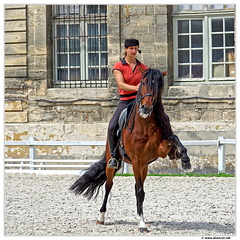 Haras-Chantilly-Chevaux DSC 0271