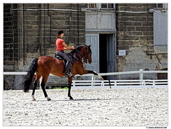 Haras-Chantilly-Chevaux DSC 0261