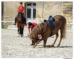 Haras-Chantilly-Chevaux DSC 0258