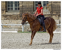 Haras-Chantilly-Chevaux DSC 0252