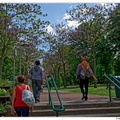 Terrasse-de-la-hauteur_Pitie-Salpetriere_Paulownia_DSC_0157.jpg