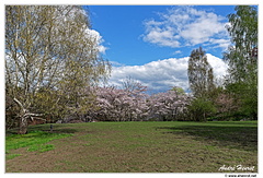 Garten-der-Welt Kirschblutenfest DSC 9371