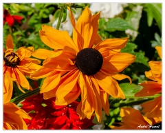 Fleur Rouen-Le-long-du-Robec 2012-08 DSC 0416 4x5 1200