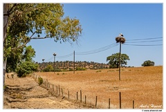 Cigognes-sur-la-route-de-Serpa DSC 0672