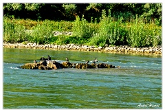 Bingen-Bacharach-en-bateau Cormorans DSC7401