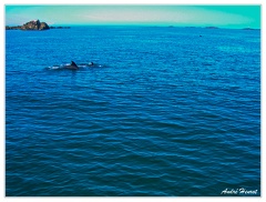 Dauphins Baie-de-Morlaix DSCN2888