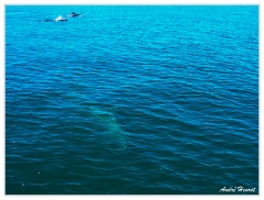 Dauphins Baie-de-Morlaix DSCN2886