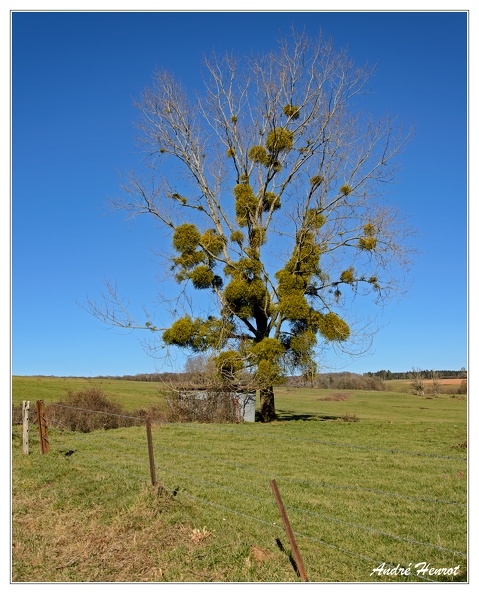 Arbre-Solitaire DSC 0035