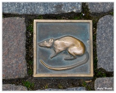 Hameln Rat DSC 0333