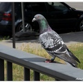 Luckau Pigeon DSC 0732