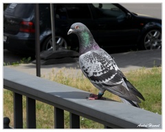 Luckau Pigeon DSC 0732