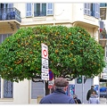 Nice Vieux-Nice Oranger DSC 0335