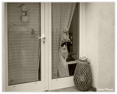 Tourette-Sur-Loup Le-Chat DSC 0534 N&amp;B 5x4