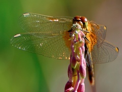 Sympetrum Lac-de-Charpal 2012-08-07 DSC 0225 800