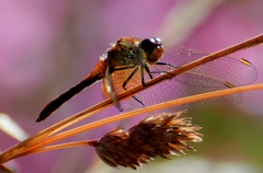 Sympetrum Lac-de-Charpal 2012-08-07 DSC 0228 1024