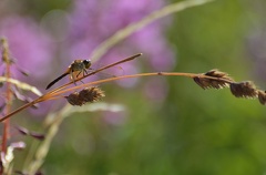 Sympetrum-rouge-sang-femelle Lac-de-Charpal 2012-08-07 DSC 0228 1024