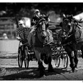Fete-du-cheval-Hargnies DSC 0460 N&B