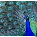 Pfaueninsel DSC 0086 rec