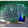 Pfaueninsel DSC 0086