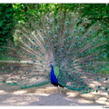 Pfaueninsel DSC 0088