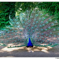 Pfaueninsel DSC 0089