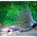 Pfaueninsel DSC 0096