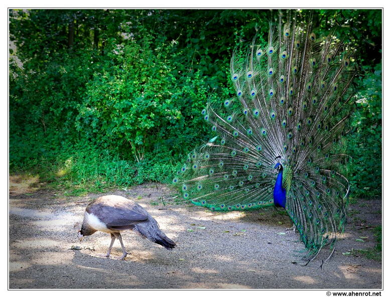 Pfaueninsel_DSC_0097.jpg
