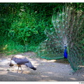 Pfaueninsel DSC 0097