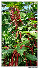 Botanischer 20150720 123453