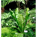 Botanischer DSC 0414
