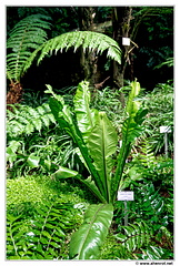 Botanischer DSC 0414