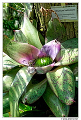 Botanischer DSC 0420