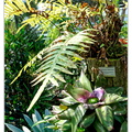 Botanischer DSC 0421