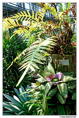 Botanischer DSC 0421