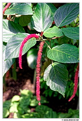 Botanischer DSC 0425