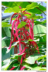 Botanischer DSC 0426