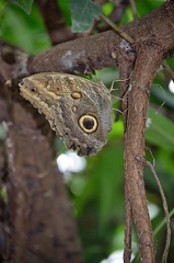 Mainau-Insel 110729 DSC 0266 1200
