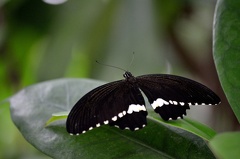 Mainau-Insel 110729 DSC 0268 1200