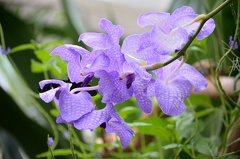Mainau-Insel 110729 DSC 0274 1200