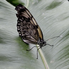 Mainau-Insel 110729 DSC 0283  1200