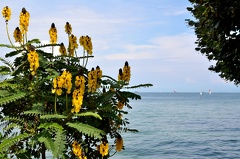 Mainau-Insel 110729 DSC 0359 1200