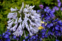 Mainau-Insel 110729 DSC 0383 1200