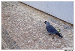 Prague Chouca DSC 4313