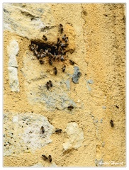 Abeilles Marville Cimetiere DSC 0325