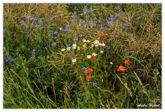 Bleu-Blanc-Rouge DSC 1032