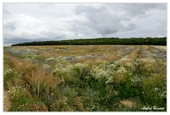 Champ-de-fleurs DSC 1030