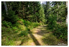 Foret DSC 0181